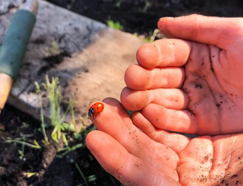 The Dirt on Soil